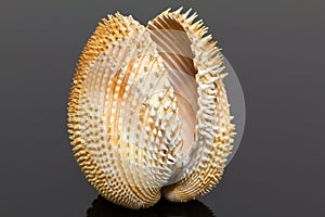Single double seashell of bivalvia isolated on black background