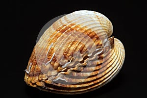 Single double seashell of bivalvia isolated on black background
