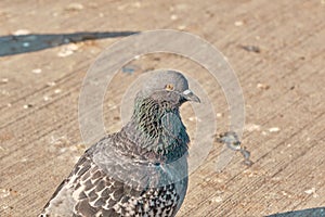 Single dove and pigeon. Gray feathers and colorful green and purple feathers on their necks.