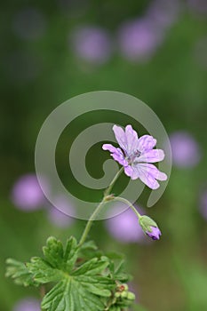 a single Dove\'s-foot crane\'s-bill flower on a green background