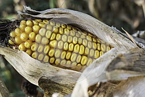 single dried corncob with brown leaves on a field