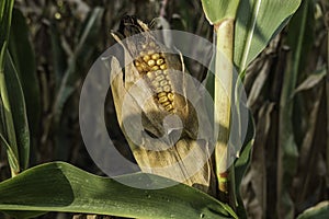 single dried corncob on a field in autumn detail