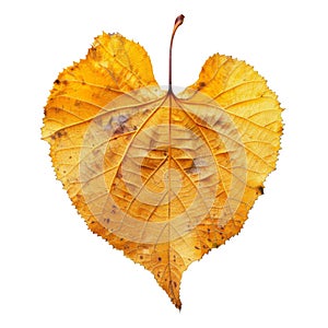 A Single Dried Leaf in a Heart Shape with Visible Veins