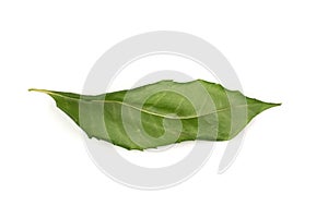 Single dried neem leaf isolated