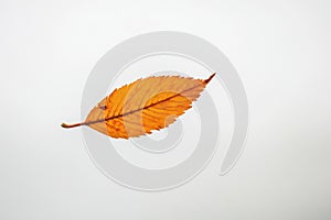 A Single Dried Orange Leaf Isolated Against a White Background photo