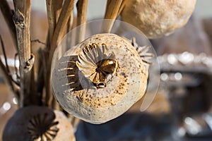 Single Dried poppy head in view