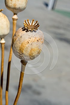 Single Dried poppy head in view