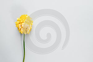 Single dried yellow Ranunculus flower on a stem with copy space