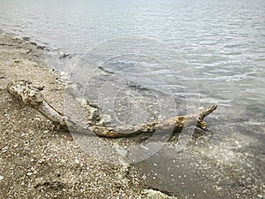A single driftwood on a beach of Taylor bay, NZ.
