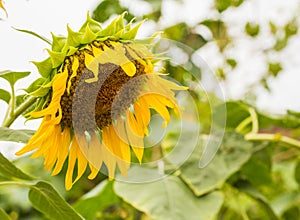 Single drooping and wilted sunflower