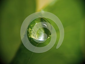 Single drop of water on the leaves.