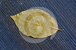 Single dry bay leaf on wooden surface