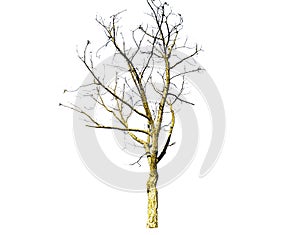 Dry dead tree branches pattern isolated on white background.