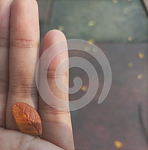 A single dry leaf on the hand