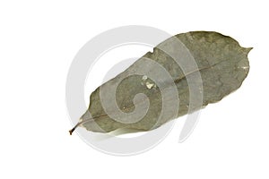 Single dry leaf isolated on white