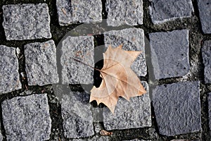Single dry leaf on the pavement