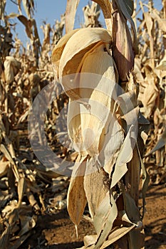 Single Dry Maize plant on a Farm in the North West of South Africa .