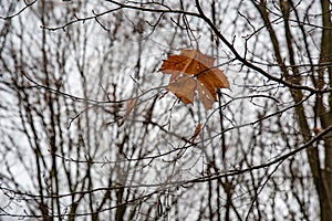 Single dry maple leaf entangled among bare tree branches