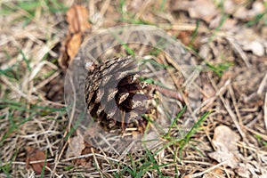 Single dry pine cone on the ground