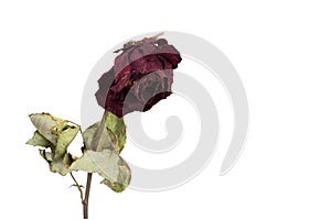 single dry red rose white background transience