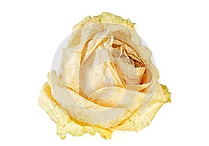 Single dry rose isolated on white background