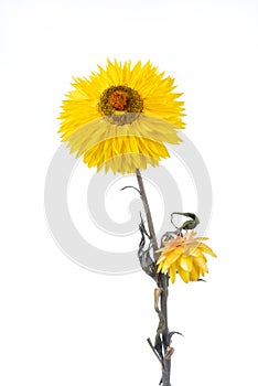 Single dry strawflower xerochrysum bracteatum flower