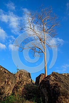 Single dry tree