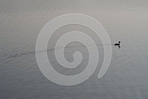 Single duck swimming on a silent lake or water reservoir at Germany late evening