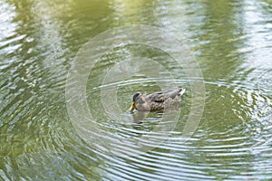 Single duck swims in a pond in park