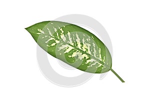Single dumbcane or dieffenbachia leaf isolated on white background