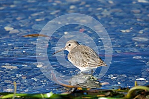 Single Dunlin in winter plumage stands in water by shore of Whiffen Spit photo