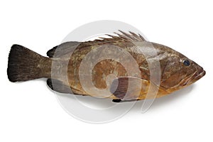 Single dusky grouper