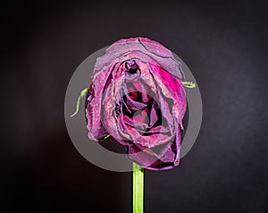 Single Dying Rose