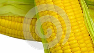 Single ear of corn with green leaves . Fresh corn on cob isolated on white background