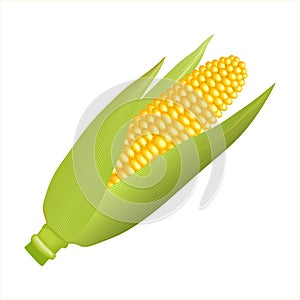 Single ear of corn isolated