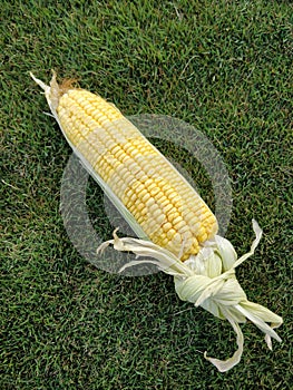 Single ear of corn isolated with half husk on and half husk removed and gethered at the stem. Light yellow coloured grains