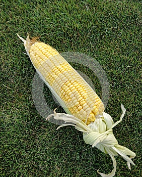 Single ear of corn isolated with half husk on and half removed and gethered on the stem light yellow coloured grains