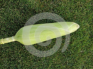 Single ear of corn isolated with its husk stem and silk on. Green coloured ear of cornbon the lawn grass.