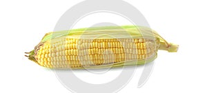 Single ear of corn isolated on white background