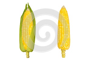 Single ear of corn isolated on white background