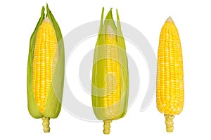 Single ear of corn isolated on white background