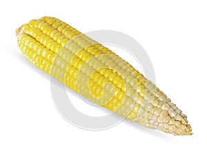 Single ear of corn isolated on white background