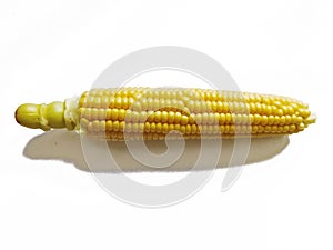 Single ear of corn isolated on white background