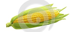 Single ear of corn isolated on white background