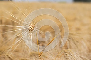 Single ear of golden wheat close up