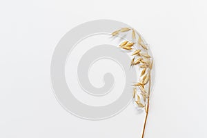 A single ear of grain oats