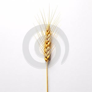 Single ear of wheat, isolated on a white background