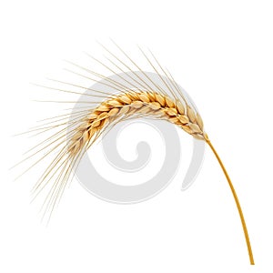 Single ear of wheat, isolated on a white background