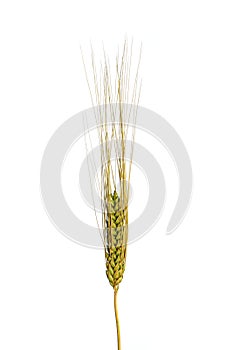 Single Ear of Wheat on a White Background