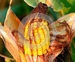 A single ear of yellow corn in a cornfield